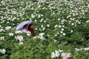 牡丹花純天然負離子山區基地123jpg