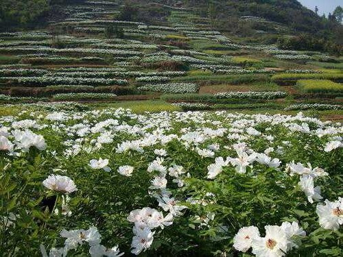 牡丹花純天然負離子山區基地12jpg